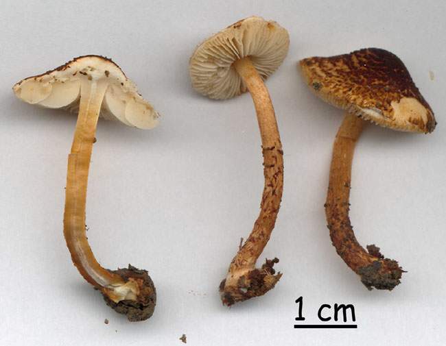 Lepiota ignipes